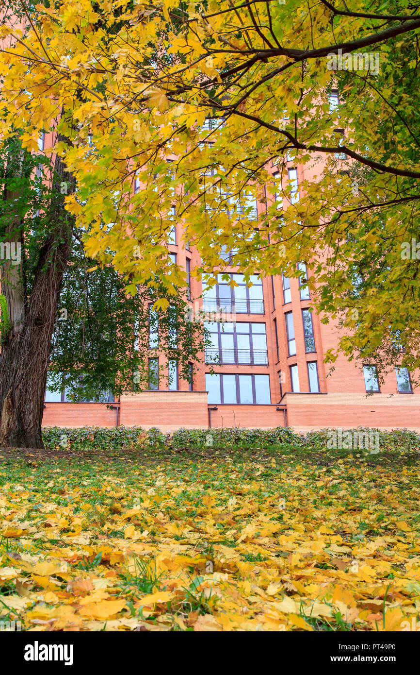 Trees and yellow fallen leaves on the ground in autumn with modern ...