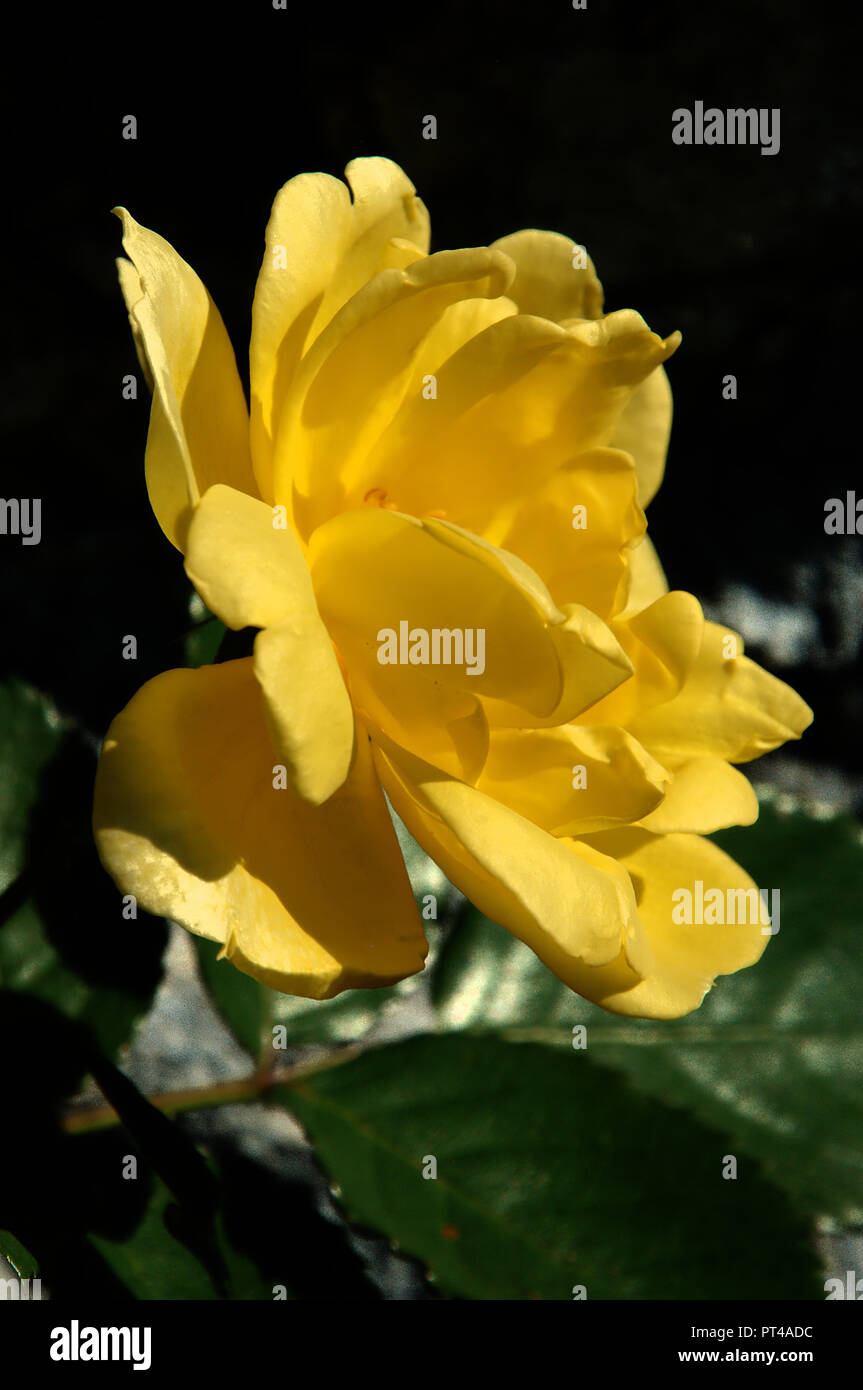 Yellow Climbing Rose In Swiss Cottage Garden Alpine Village Of