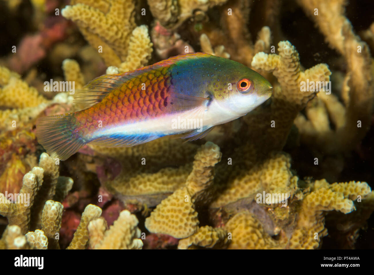 Fairy Wrasse High Resolution Stock Photography and Images - Alamy