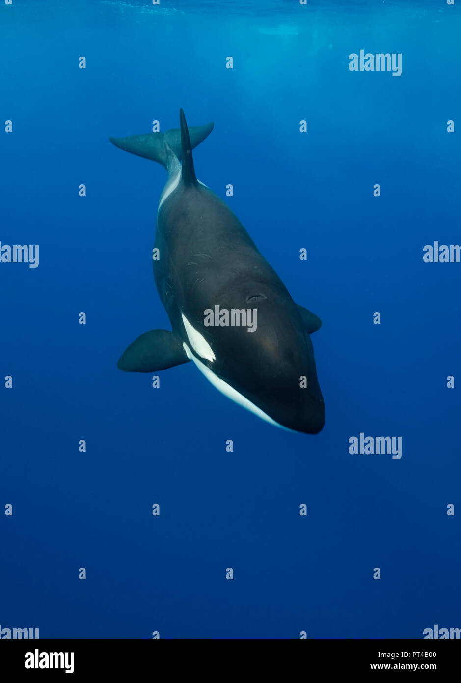 killer-whales-in-the-wild-underwater