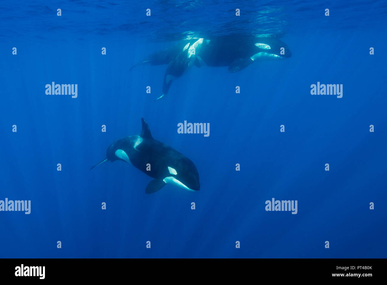 Killer Whales Pacific Ocean New Zealand Stock Photo Alamy