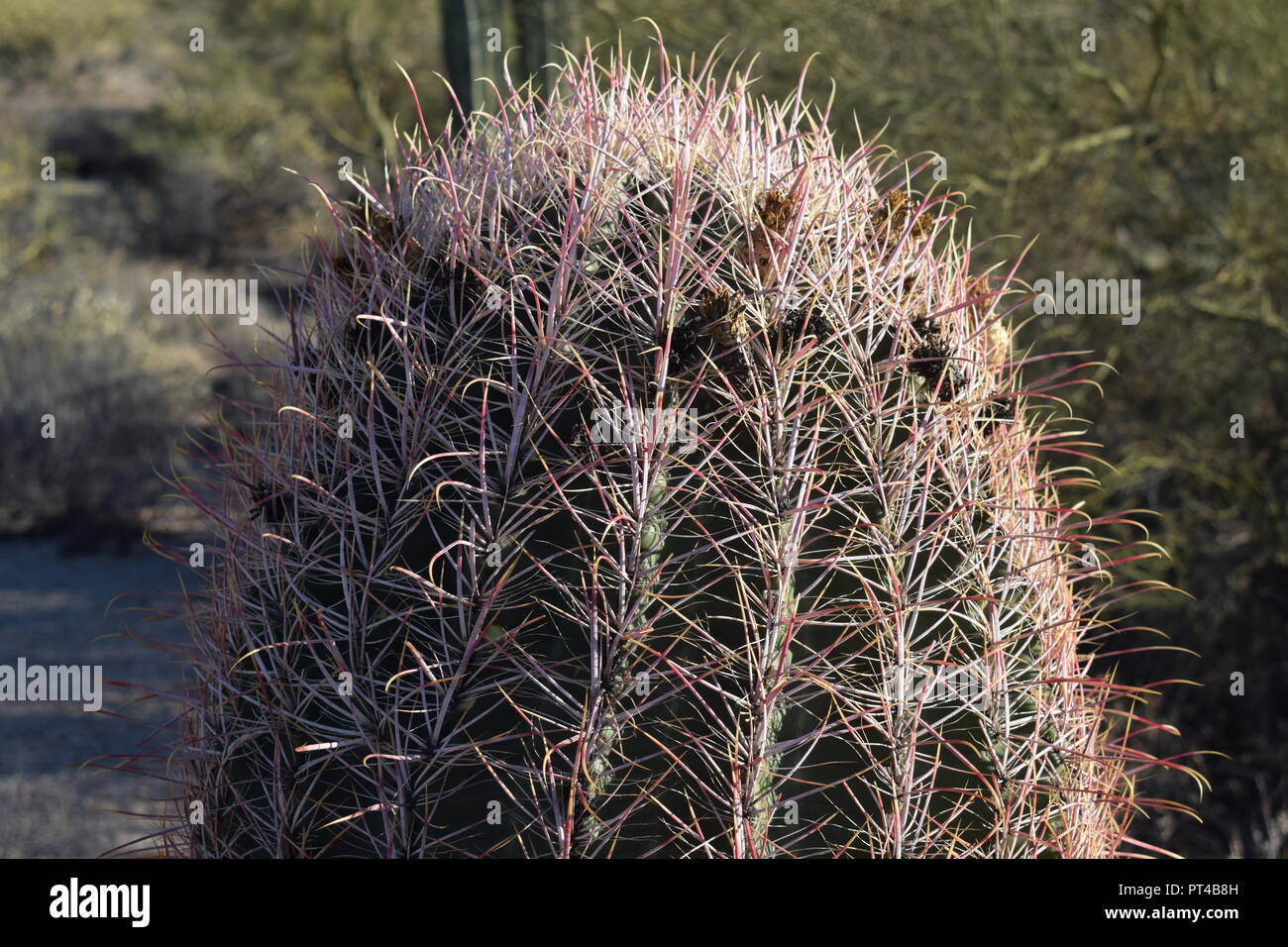 Closeup of a barrel cactus putting forth delicate new tendrils of Spring growth. Stock Photo
