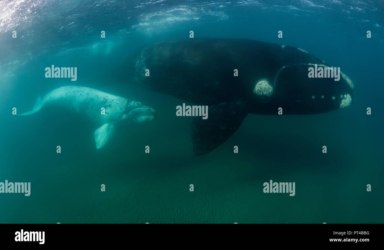White albino whale hi-res stock photography and images - Alamy