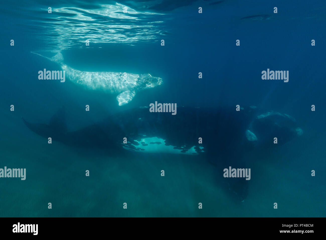 White albino whale hi-res stock photography and images - Alamy