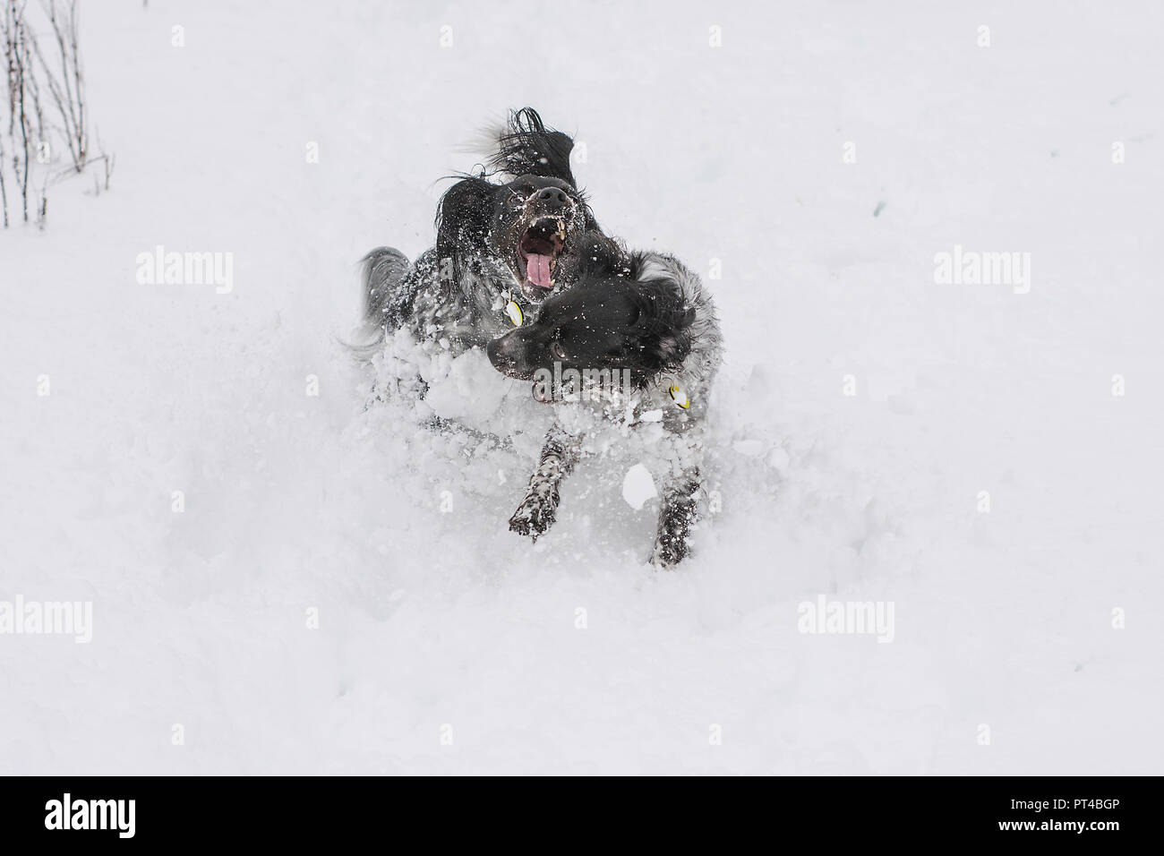 Snow dogs Stock Photo