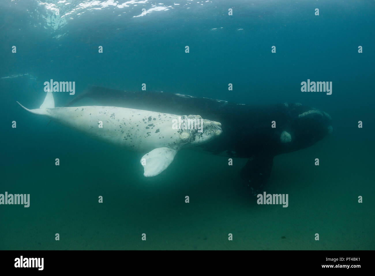 Albino Fish Stock Photos Albino Fish Stock Images - Alamy Albino Fish Stock Photos Albino Fish Stock Images - Alamy
