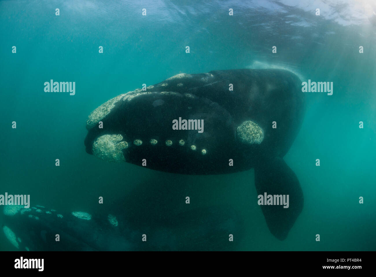 Southern right whales, Walker Bay, Hermanus Stock Photo - Alamy