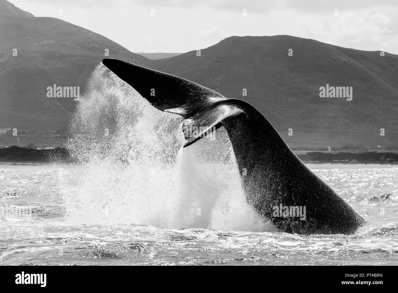 Southern right whale lob tailing. Stock Photo