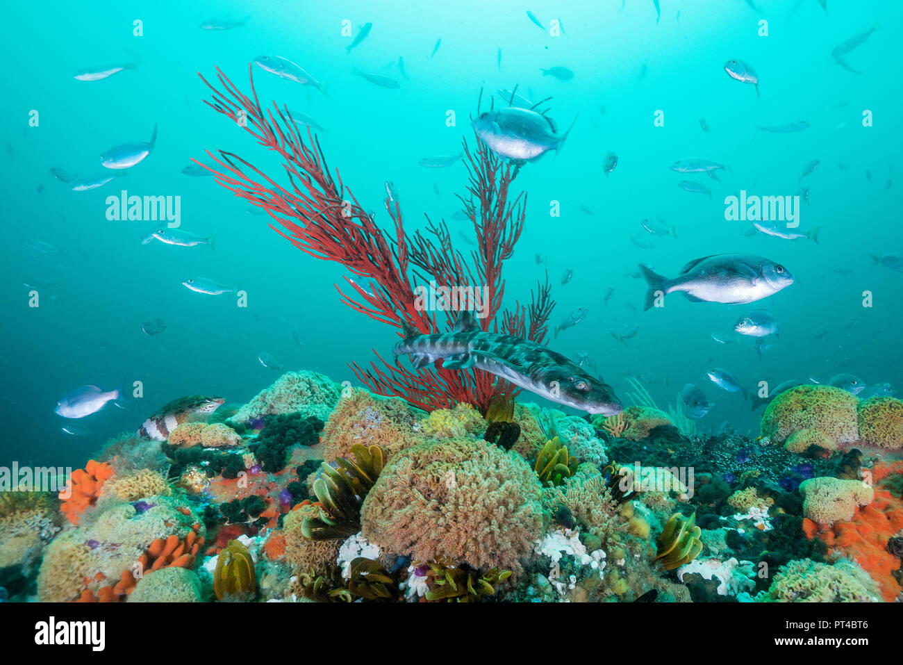 Striped pyjama cat shark swims over the coral reef. Stock Photo
