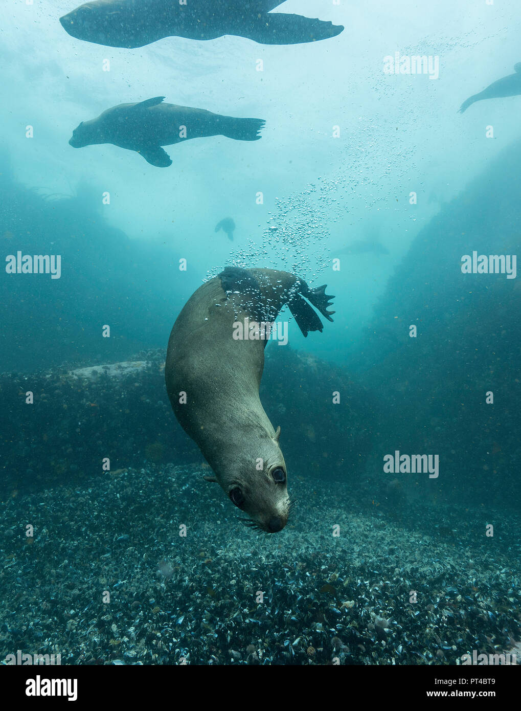 Cape fur seals at a colony in False Bay. Stock Photo