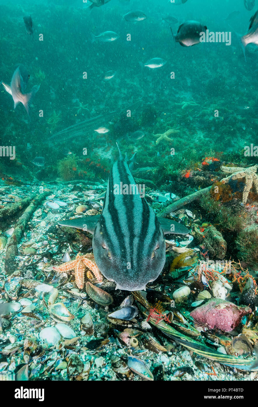 Striped pyjama cat shark swimming over the coral reef, False Bay, Cape Town. Stock Photo