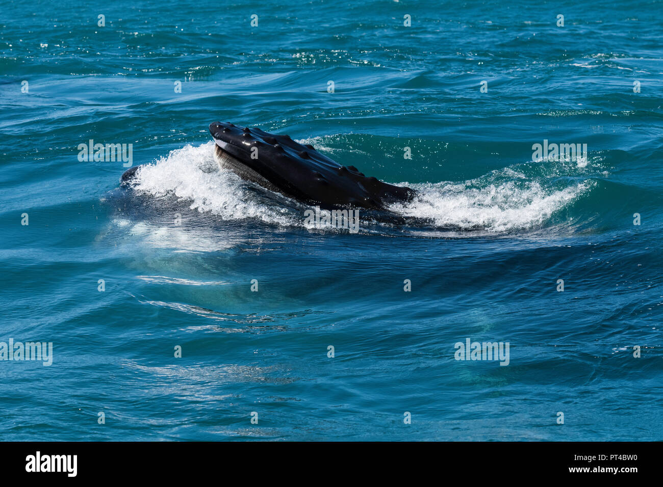 Record Number Humpbacks Observed Feeding Near South Africa What exactly is a whale supergroup?