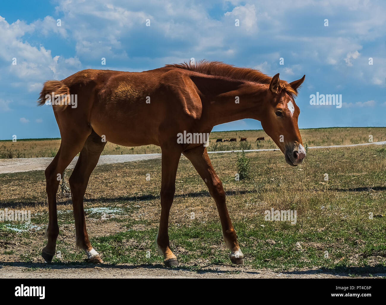 Horse Walking Profile Hi res Stock Photography And Images Alamy horse-walking-profile-hi-res-stock-photography-and-images-alamy