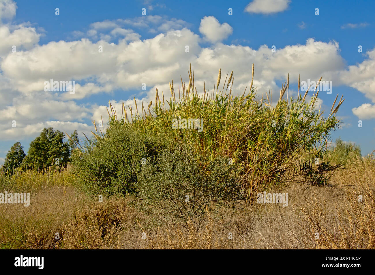 Sunny giant reeds under a blue sky with soft clouds in Guadalhorce river estuary nature reserve in Malaga - Arundo donax Stock Photo