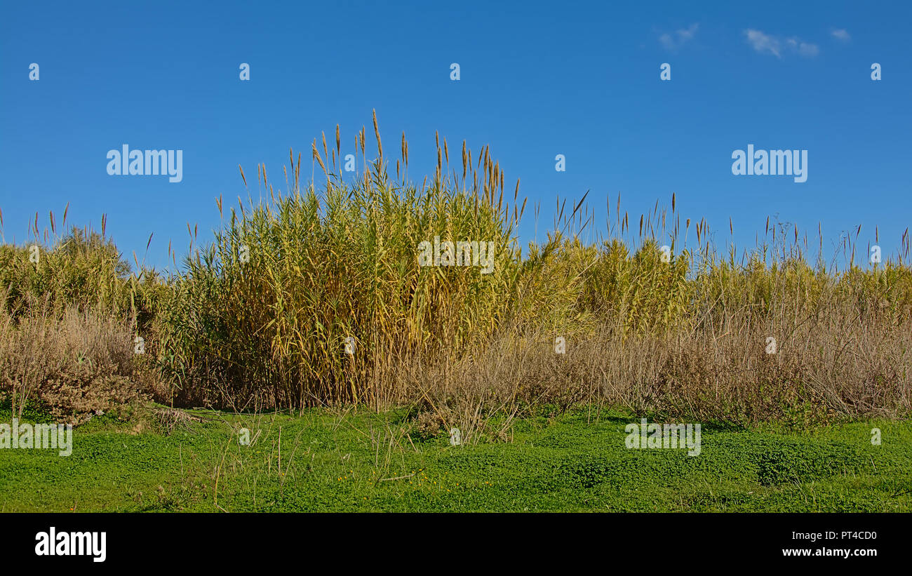 Sunny giant reeds under a blue sky with soft clouds in Guadalhorce river estuary nature reserve in Malaga - Arundo donax Stock Photo