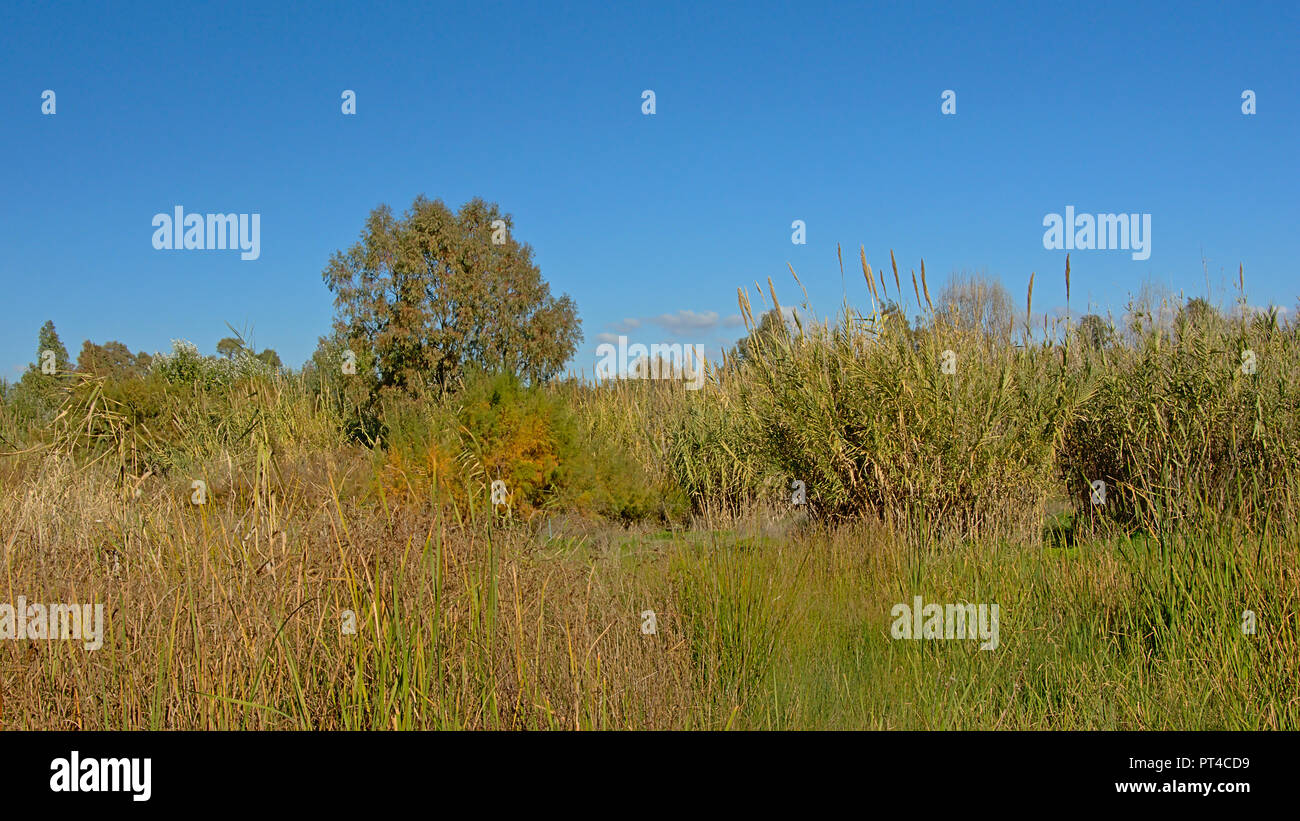 Giant reed, shrubs and trees in Guadalhorce river estuary on a sunny
