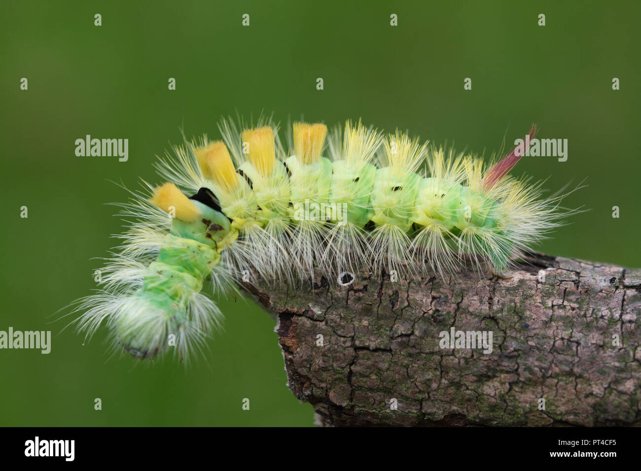 pale-tussock-moth-caterpillar-calliteara-pudibunda-larva-stock-photo