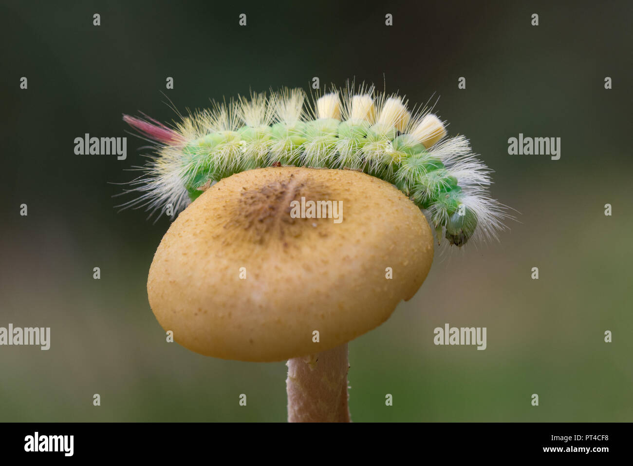 Pale tussock moth caterpillar (Calliteara pudibunda larva) on a toadstool in autumn Stock Photo