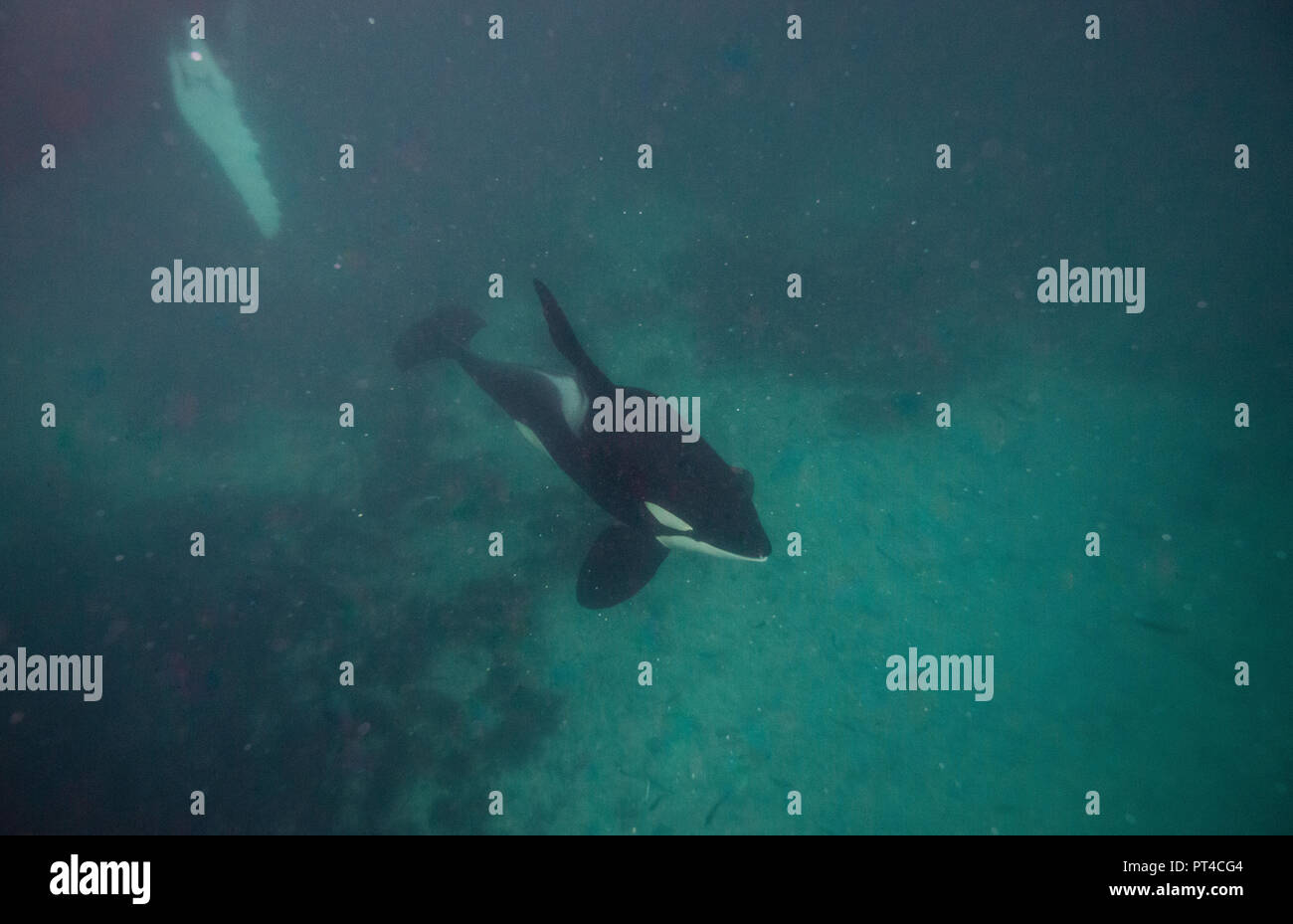Killer whales hi-res stock photography and images - Alamy