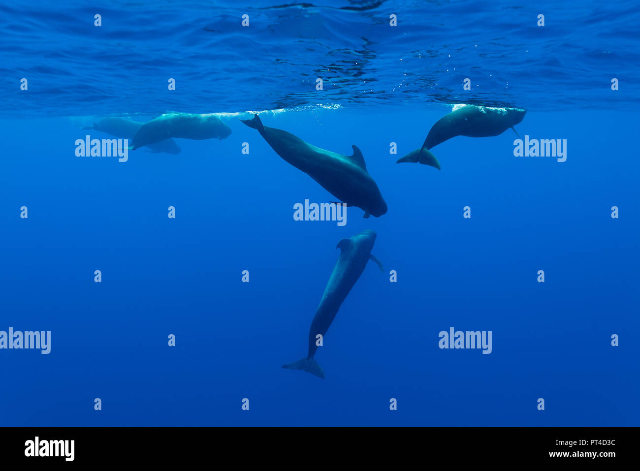 Short finned pilot whales, Indian Ocean, Mauritius. Stock Photo