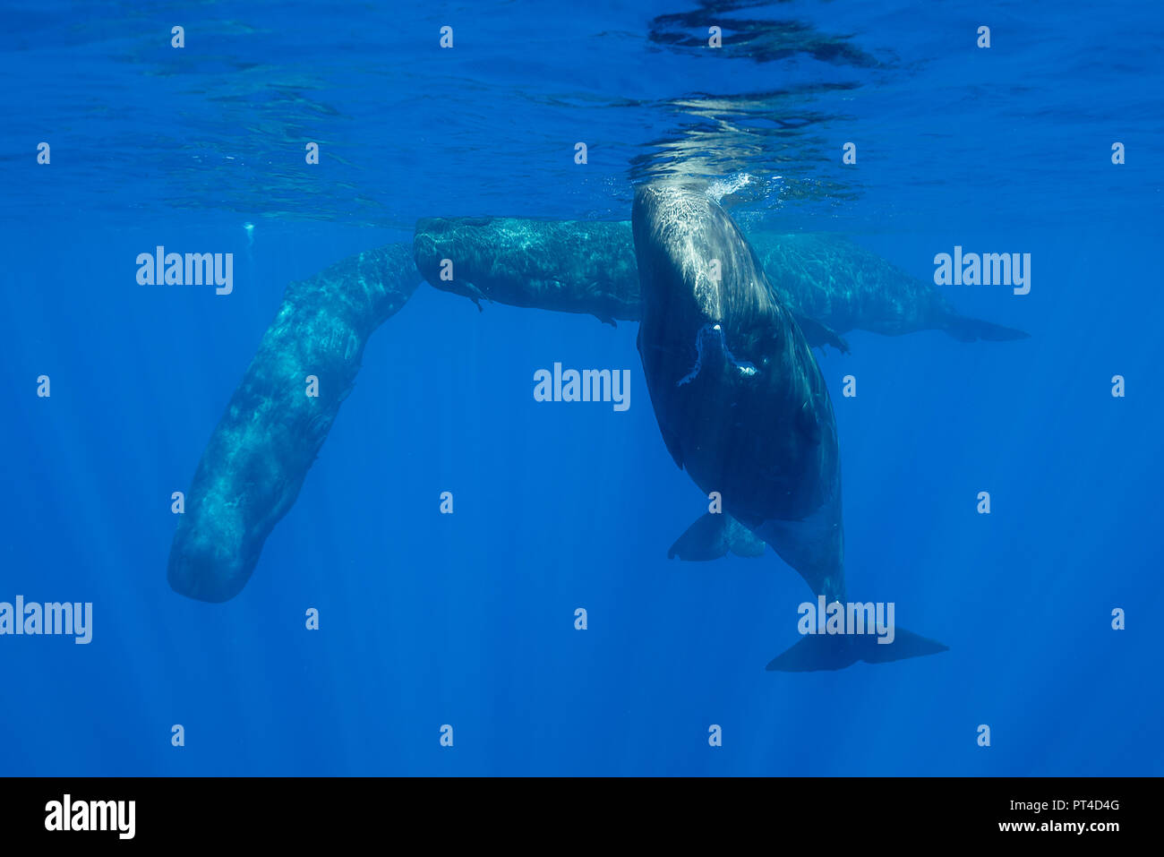 Sperm whales socializing, Indian Ocean, Mauritius Stock Photo