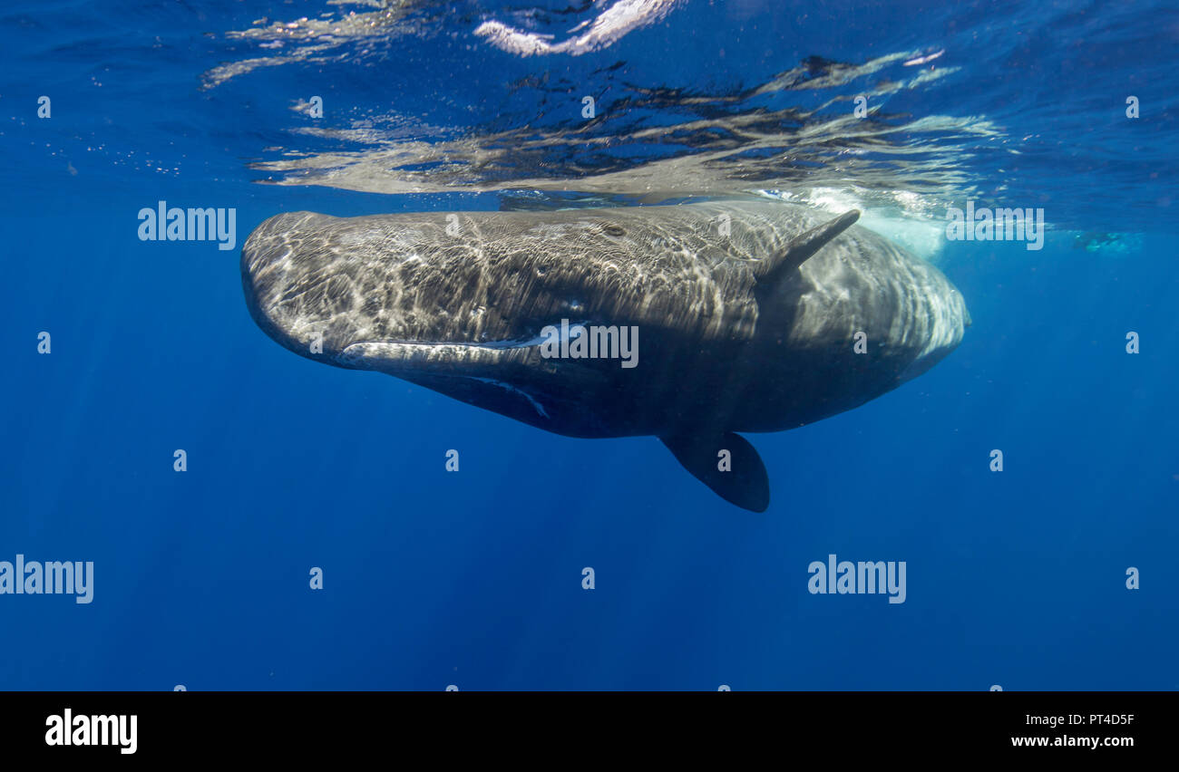 Sperm whale, Indian Ocean, Mauritius Stock Photo - Alamy