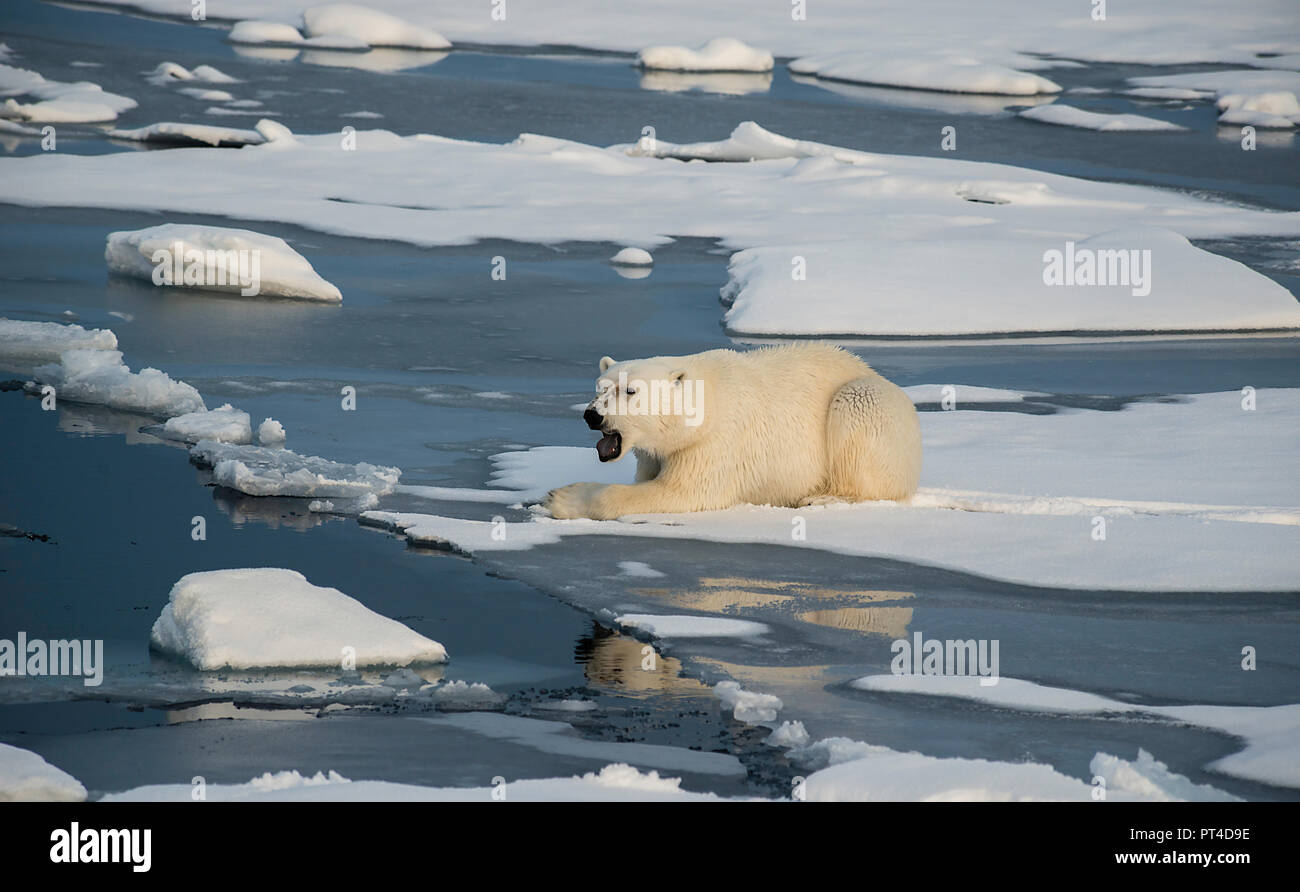 Полярный паром. Ice Climber Polar Bear.