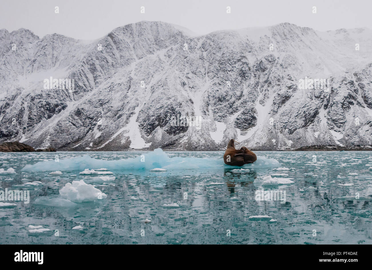 Walrus and her cub on floating ice fragments, eastern Greenland. Stock Photo