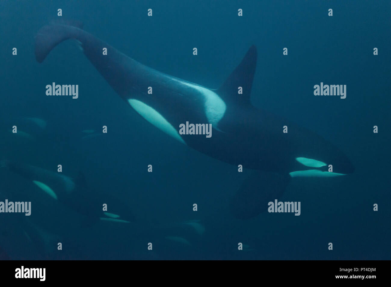 Killer whales hi-res stock photography and images - Alamy