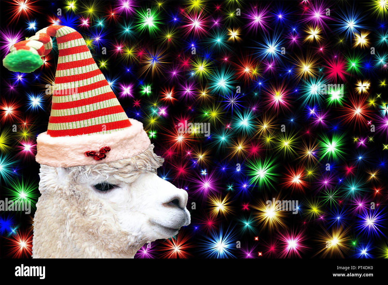 Funny christmas animal card a llama wearing a christmas elf hat isolated on  a black background with colorful stars Stock Photo - Alamy
