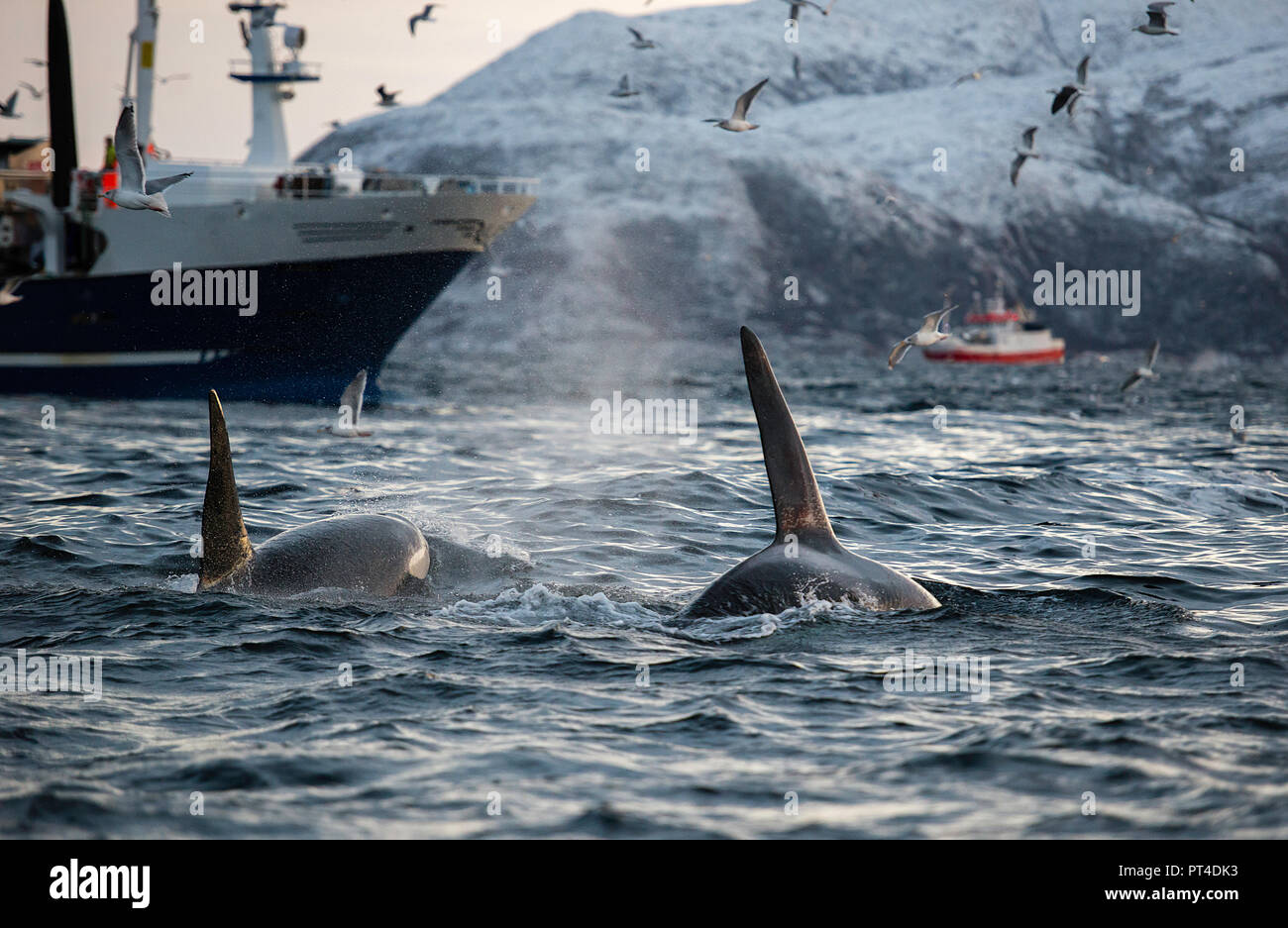 Killer whales feeding on herring caught in the nets of fishing trawlers, northern Norway. Stock Photo