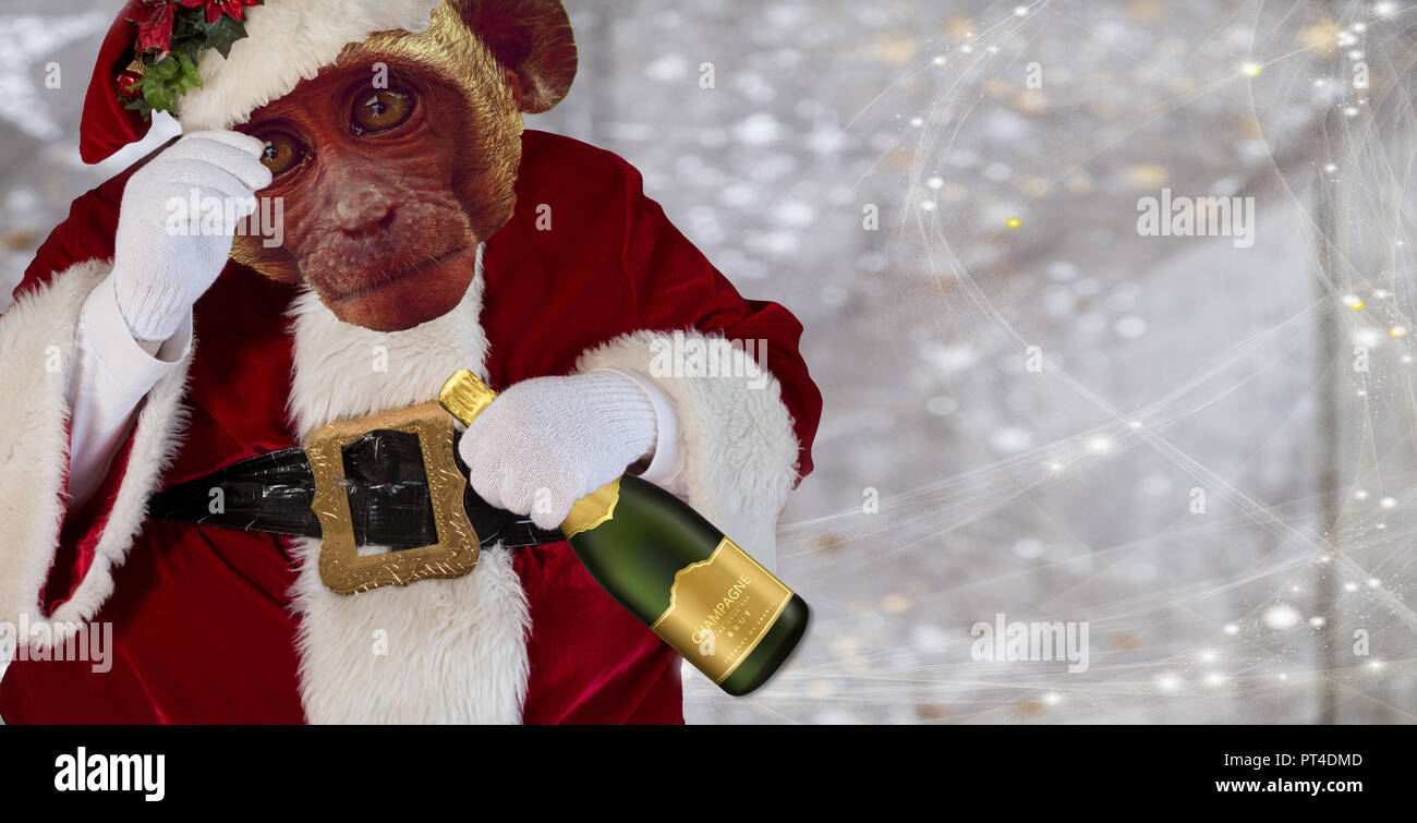 Christmas Chimp wearing a santa claus robe costume and holding a champagne  bottle isolated on a white background with stars Stock Photo - Alamy