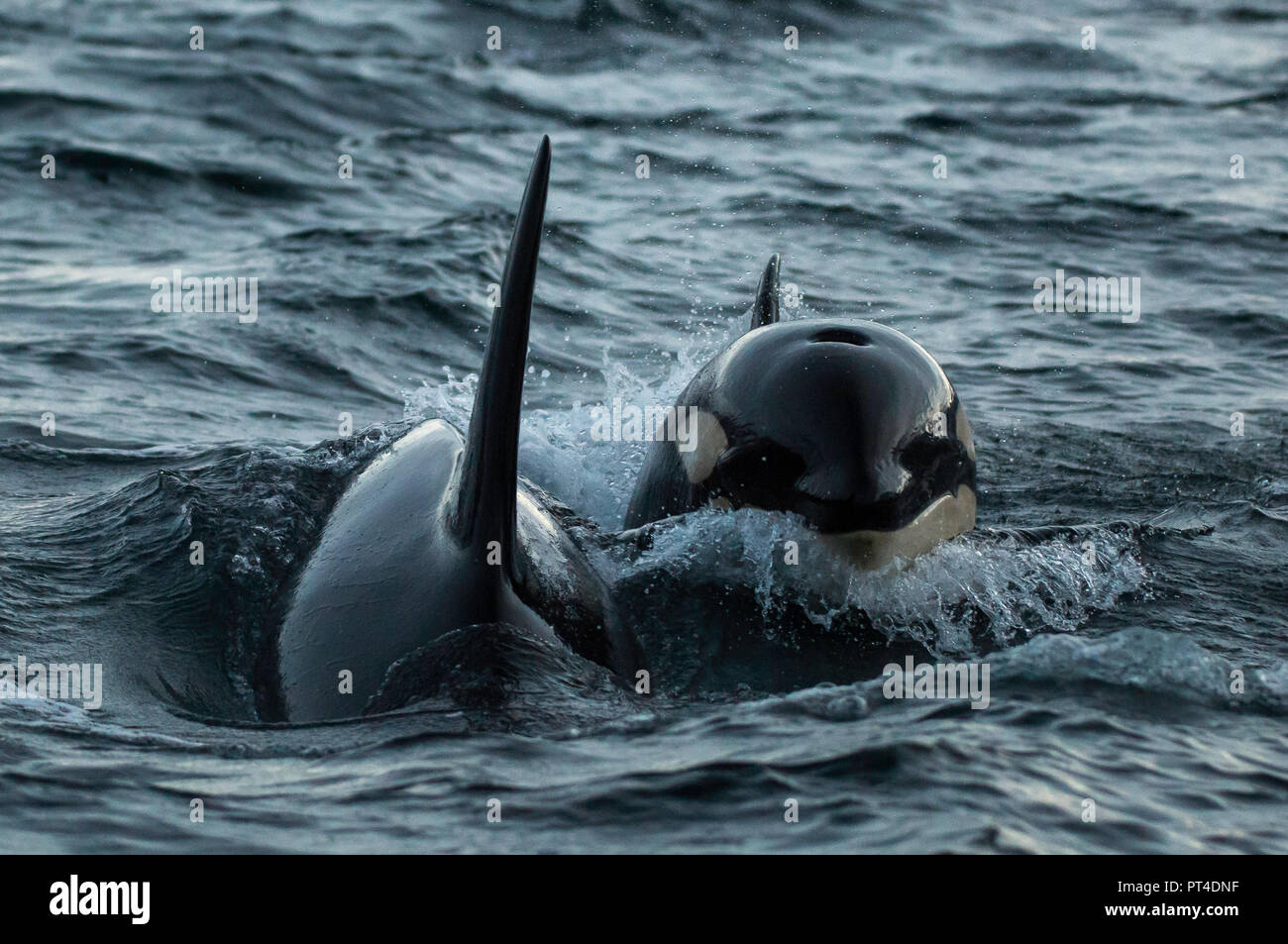 Killer whales feeding on herring caught in the nets of fishing trawlers, northern Norway. Stock Photo