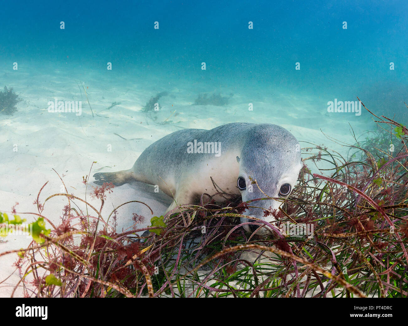 Australian sea lions, Neptune Islands, South Australia. Stock Photo