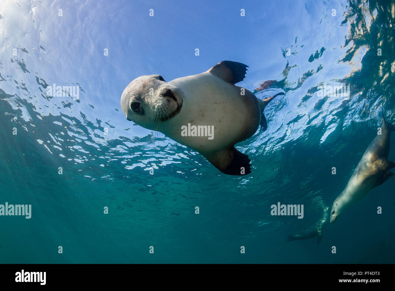 Australian sea lions, Neptune Islands, South Australia Stock Photo Alamy