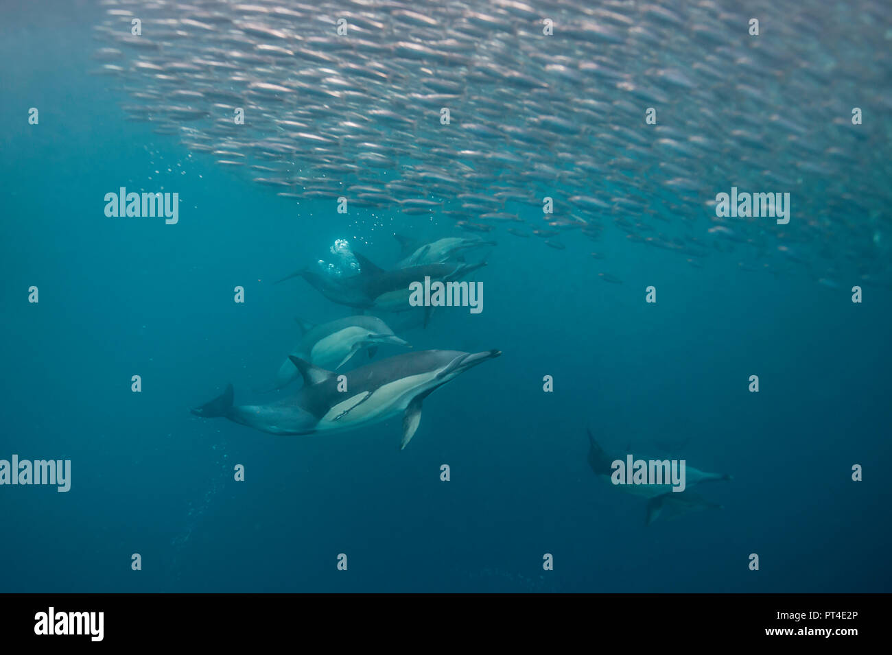 Common dolphins feeding on a sardine bait ball during the sardine run, East coast of South Africa. Stock Photo