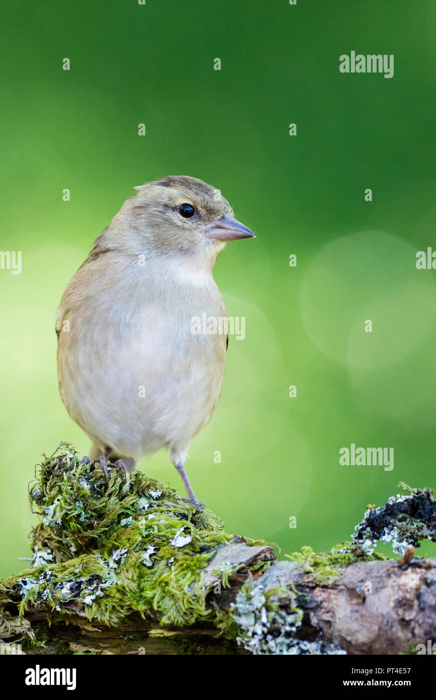 Female chaffinch foraging in autumn in mid Wales Stock Photo
