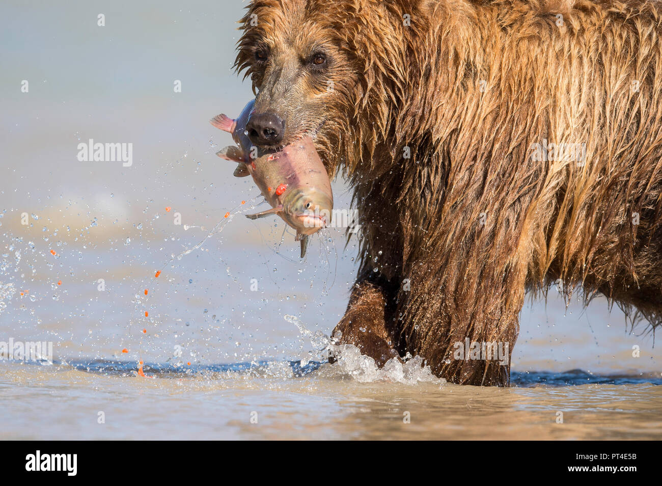 Brown bear feeding on sockeye salmon, Kamchatka, Russia. Stock Photo