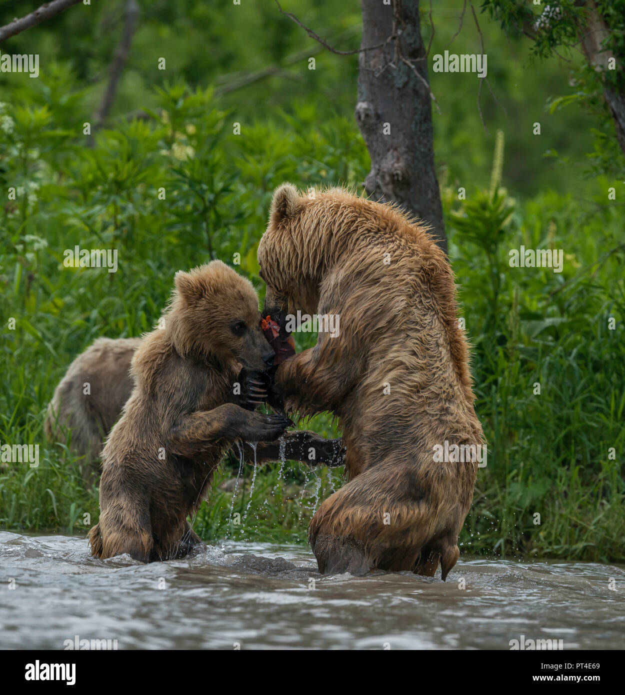 Brown bear feeding her cubs sockeye salmon, Kuril Lake area, Kamchatka. Stock Photo