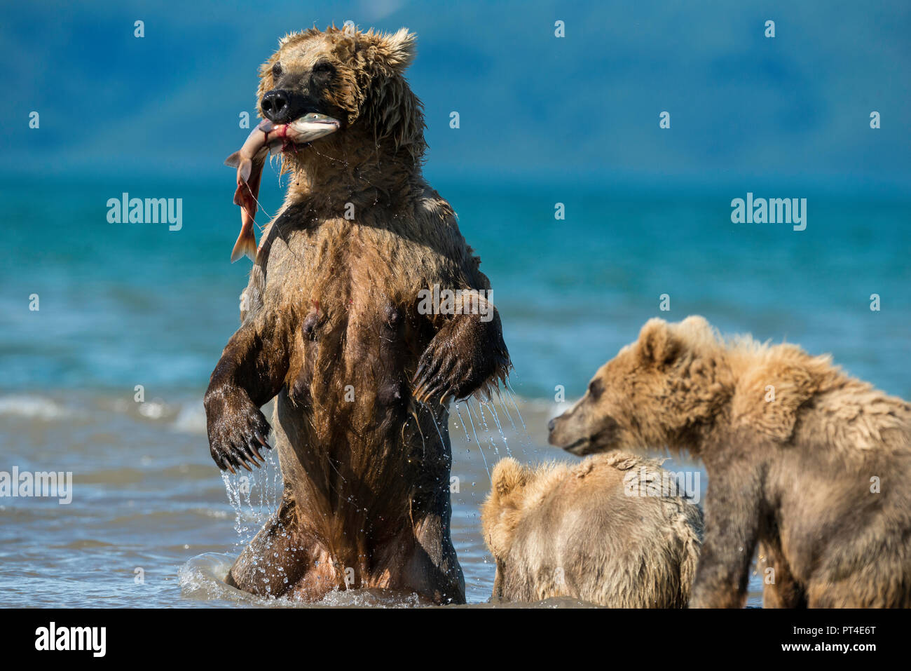 Brown bear feeding her cubs sockeye salmon, Kuril Lake area, Kamchatka. Stock Photo