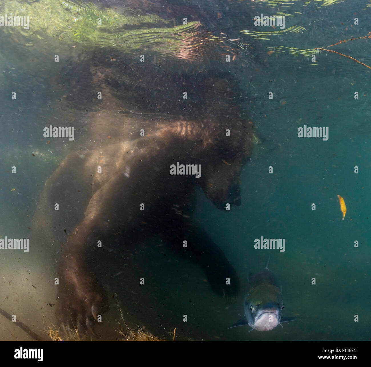 Brown bear trying to catch sockeye salmon underwater, Kuril lake, Kamchatka. Stock Photo
