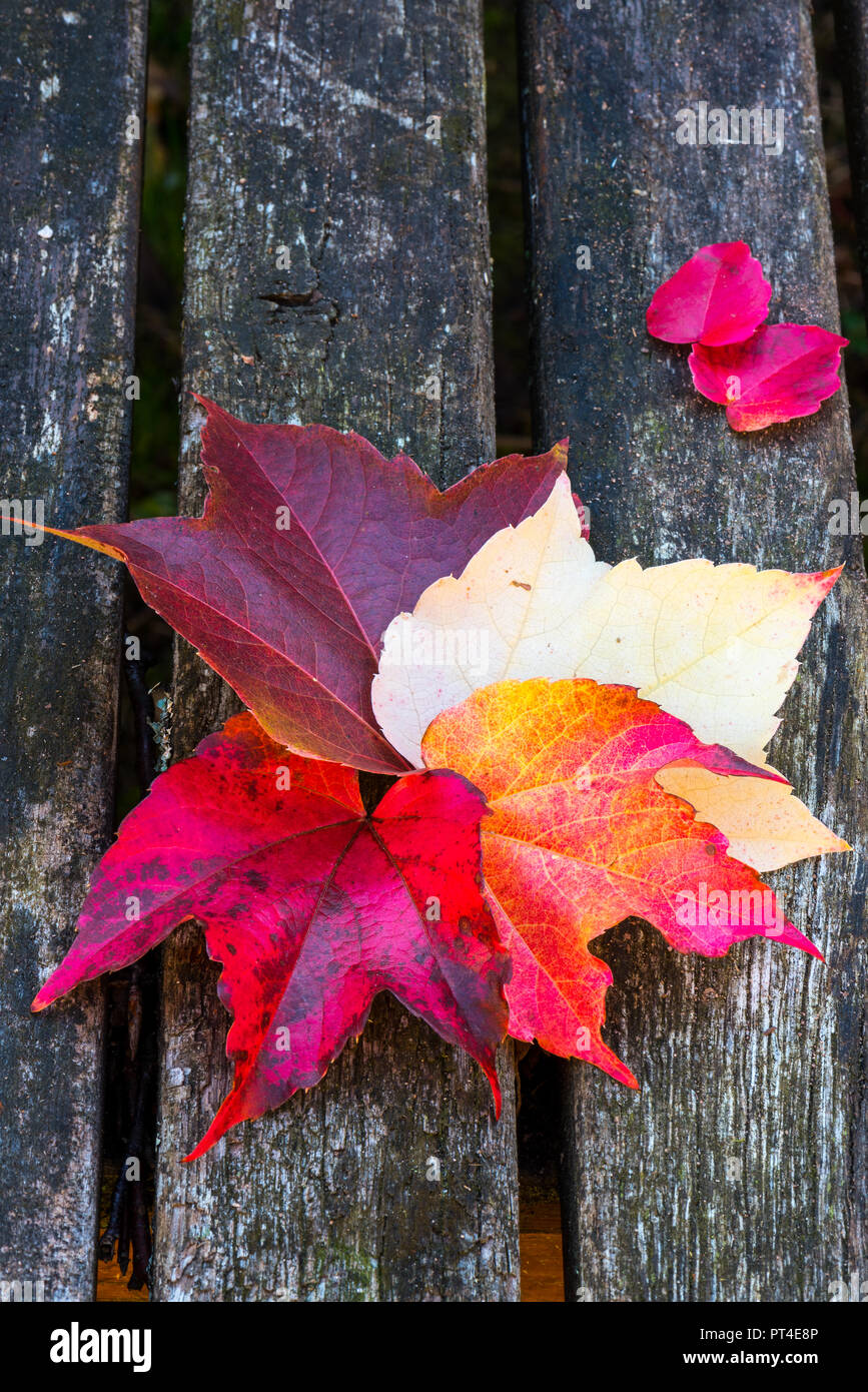 Virginia creeper leaves on a wooden table at the autumn Stock Photo