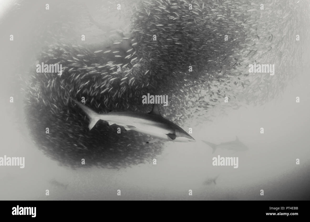 Bronze whaler shark feeding on a sardine bait ball during the sardine run off the east coast of