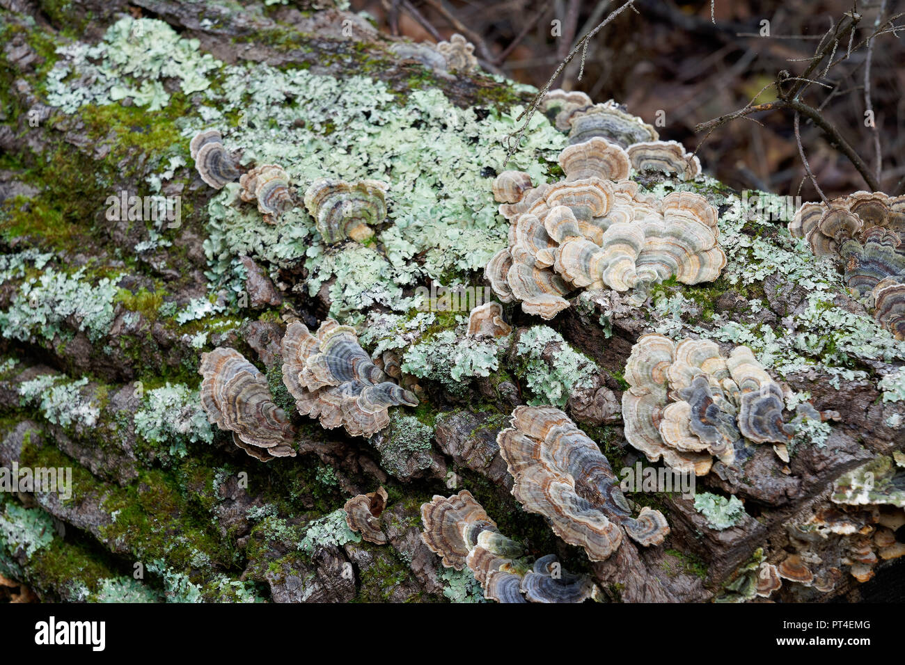 Turkey Tail Mushroom Stock Photo Alamy