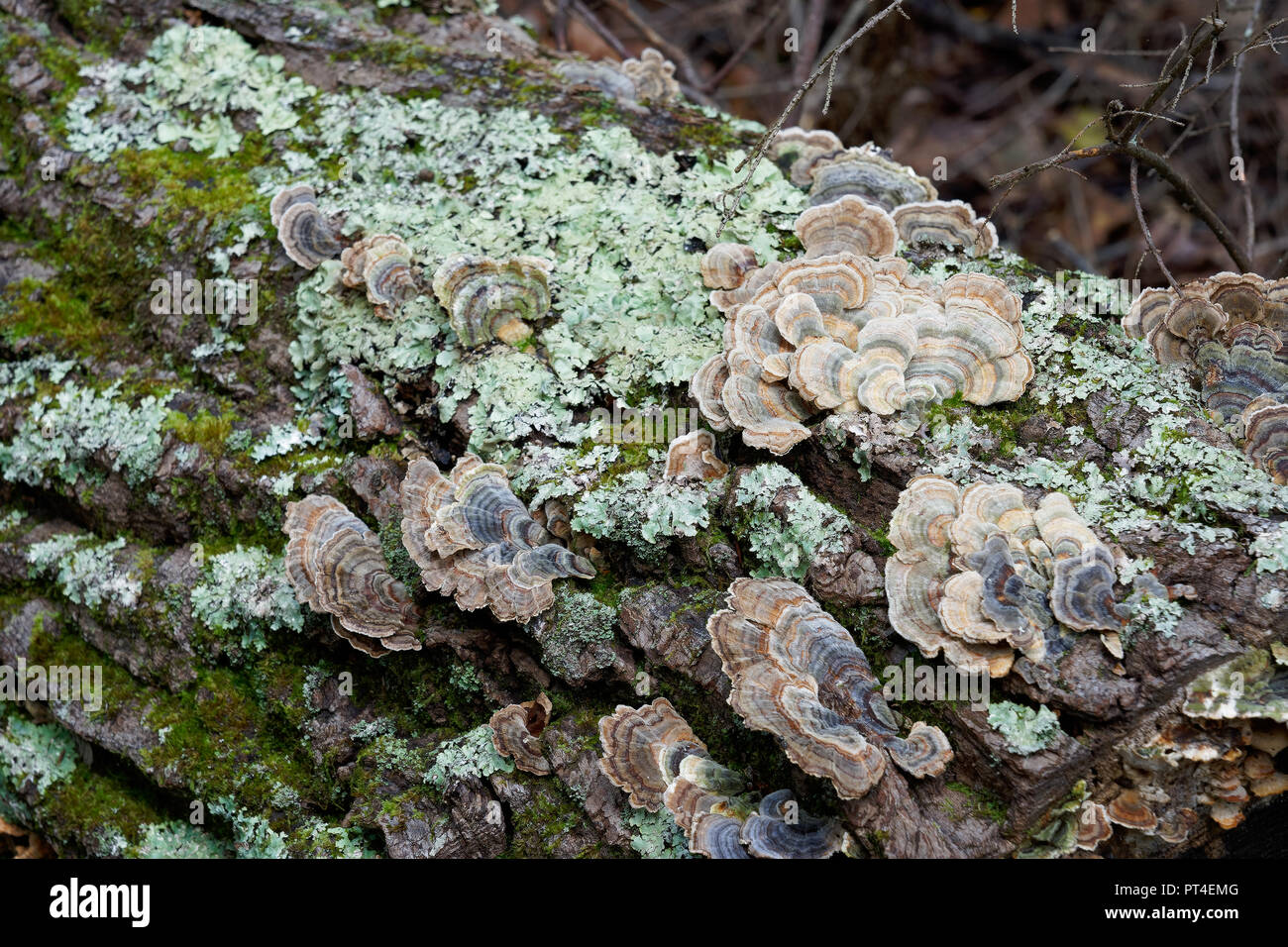 Turkey Tail Mushroom Stock Photo