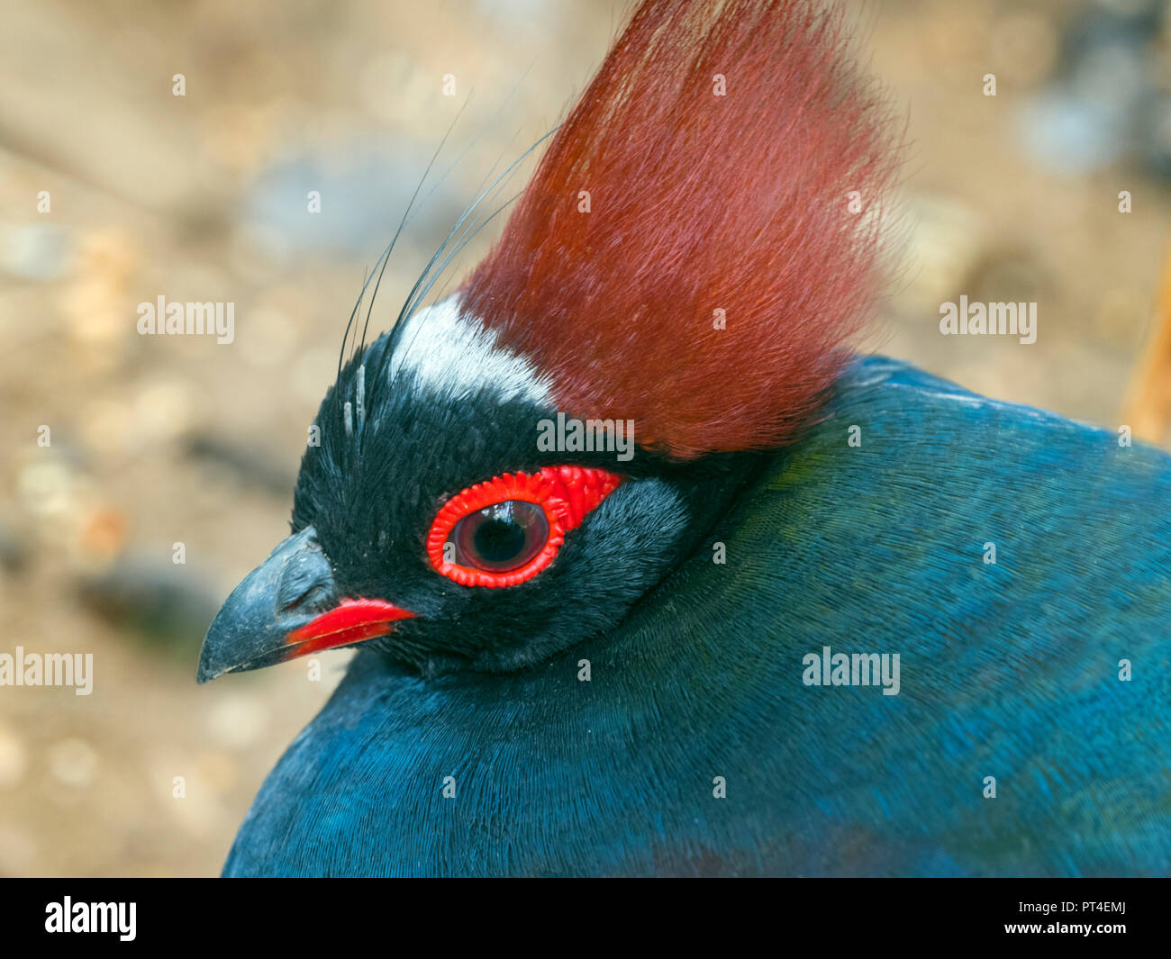 Crested wood partridge Rollulus rouloul. roul-roul, red-crowned wood