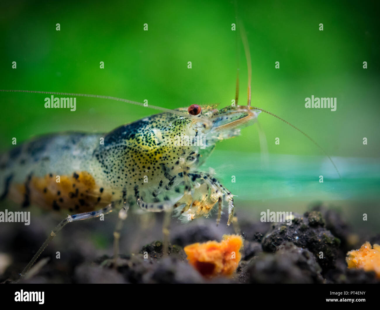 Caridina serrata taira pet shrimp eating carrot shrimp food on freshwater aquarium soil Stock Photo