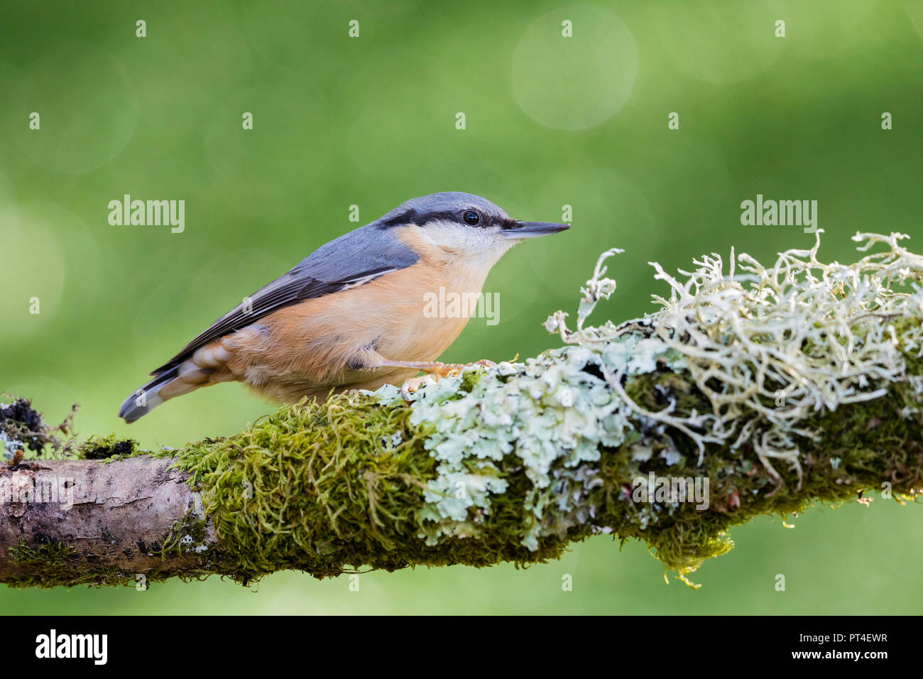 European nuthatch foraging in autumn in mid Wales Stock Photo