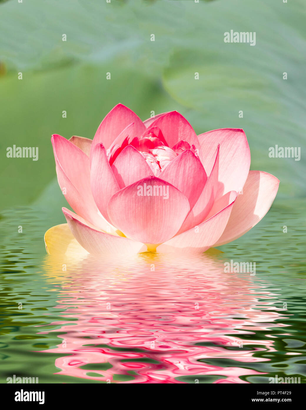 Flower floating in water with reflections Stock Photo Alamy