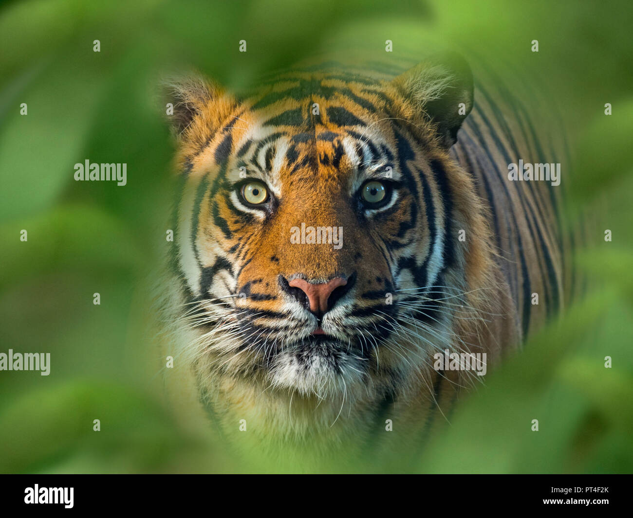 Sumatran tiger Panthera tigris sondaica CAPTIVE Stock Photo